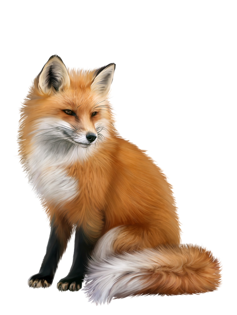 tube renard